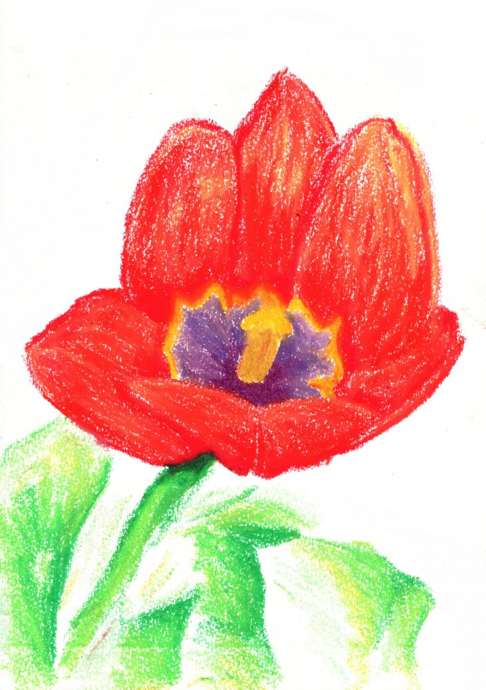 Vibrant Red Tulip by Kulik