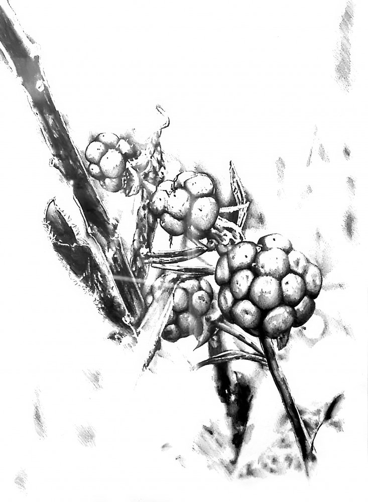 Wild Berries Sketch by Kulik