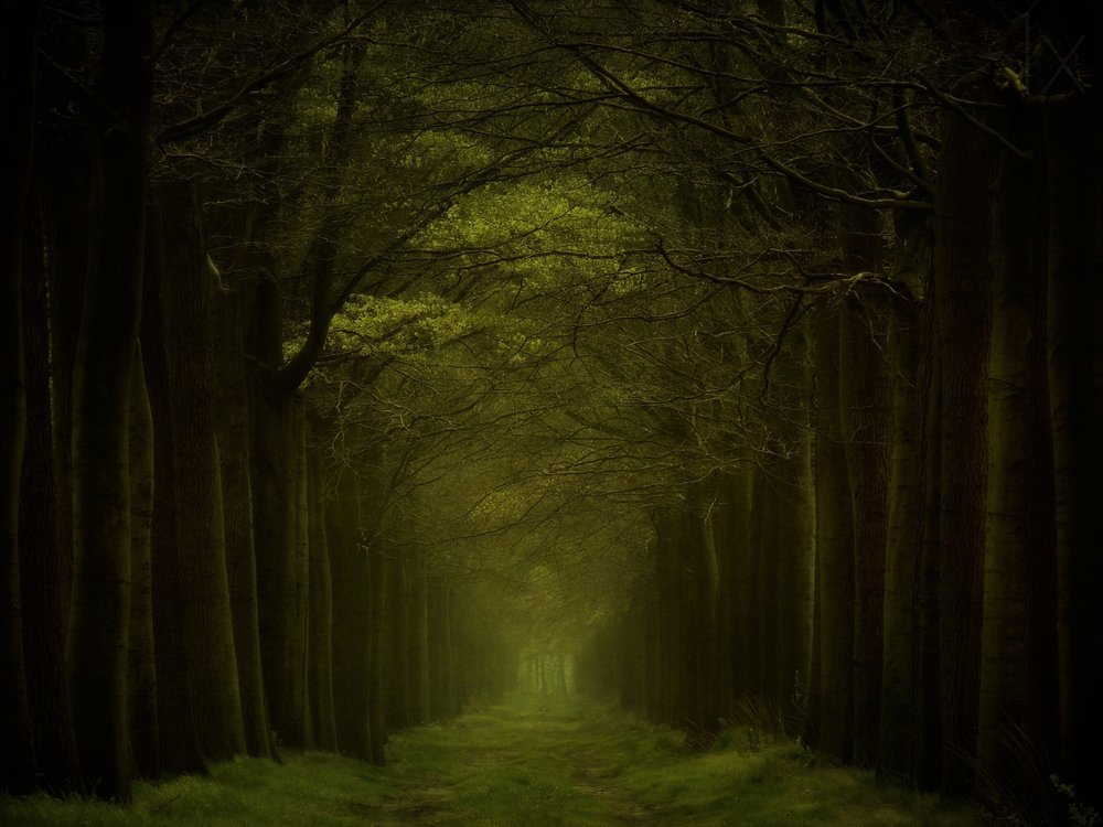 Dark Forest Path by Lars van de Goor †