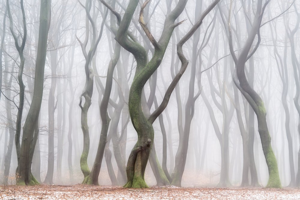 Eerie Winter Forest by Lars van de Goor †
