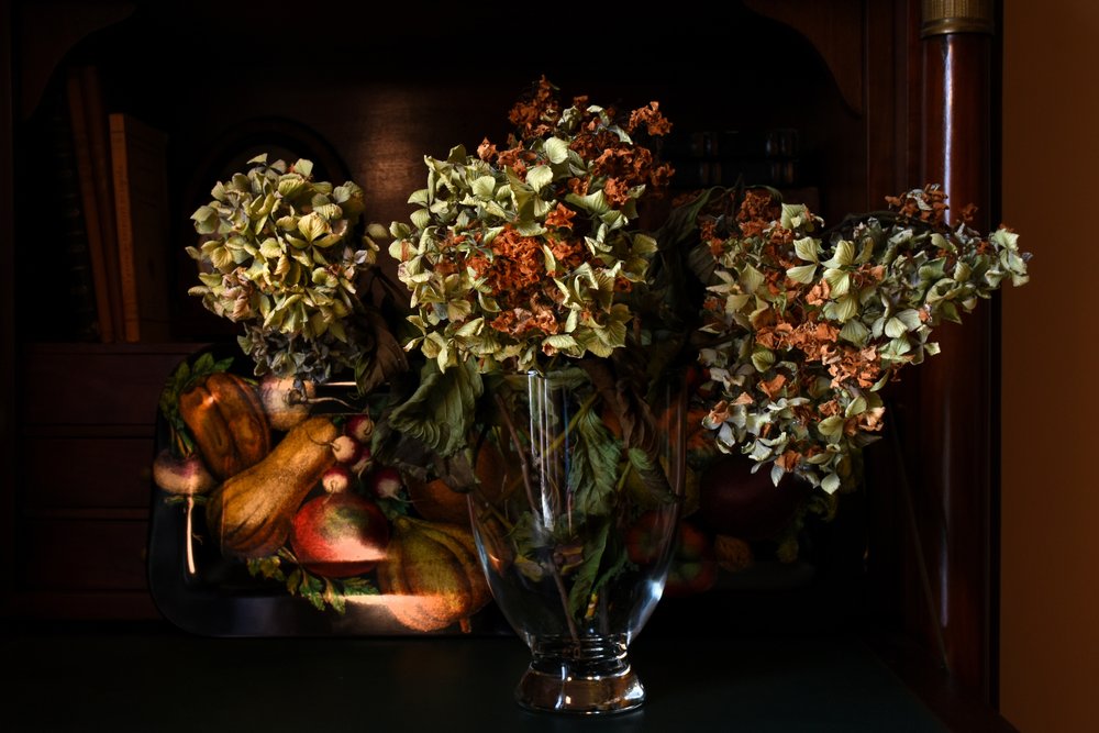 Autumn Dried Hydrangeas by Laura Malaterra