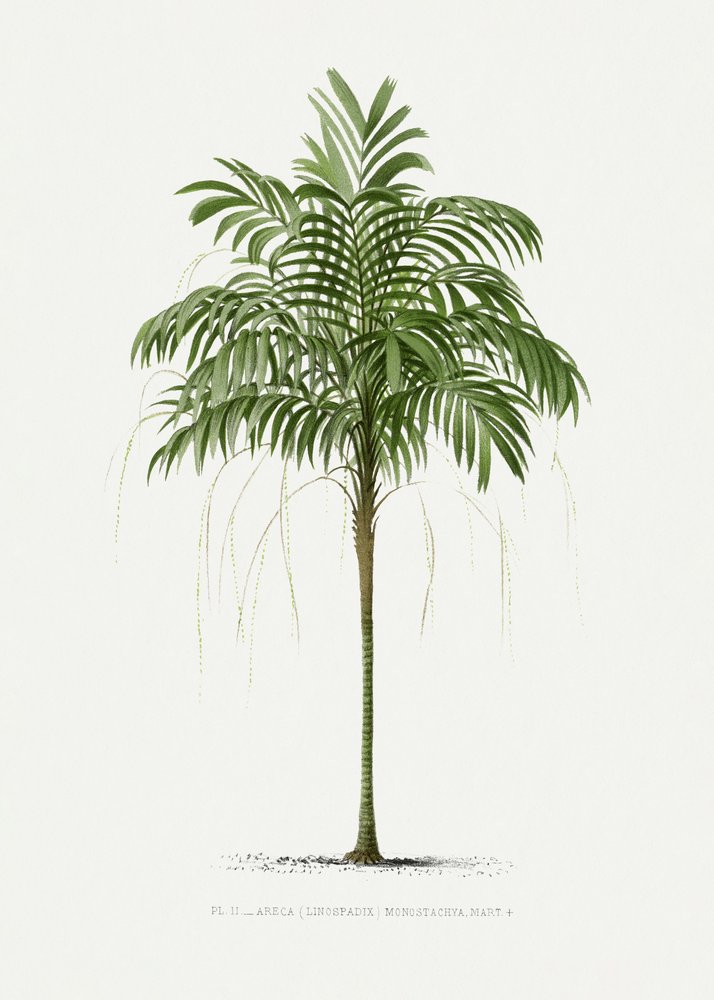 Areca Monostachya II by Les Palmiers Histoire Iconographique
