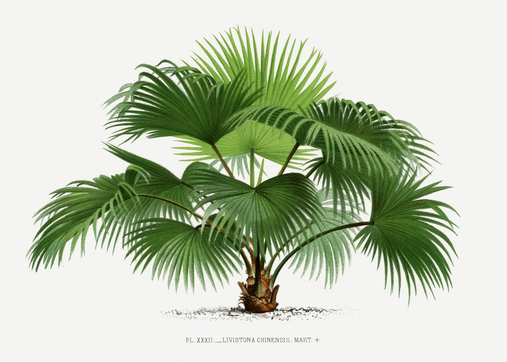 Livistona C by Les Palmiers Histoire Iconographique