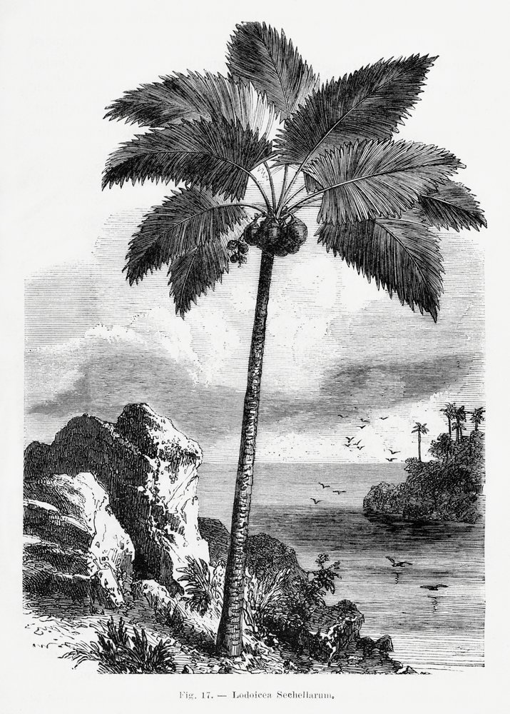 Vintage Palm Tree Drawing I by Les Palmiers Histoire Iconographique