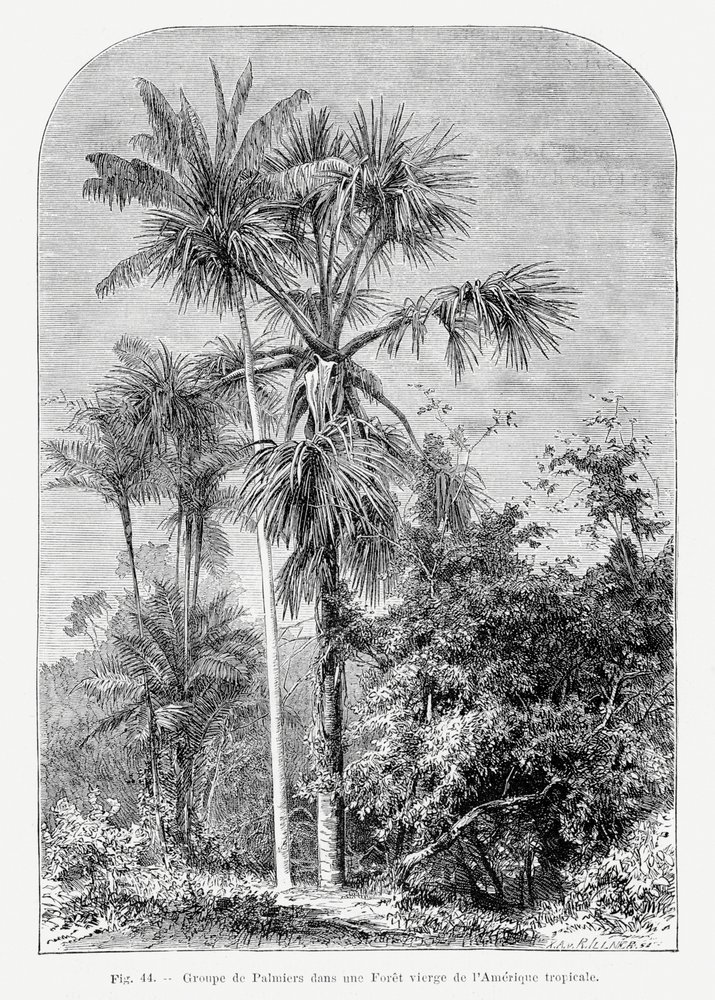 Vintage Palm Tree Drawing IV by Les Palmiers Histoire Iconographique