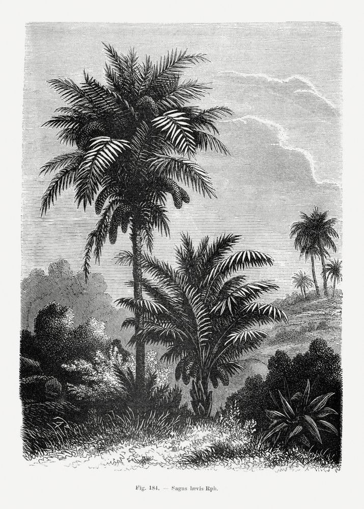 Vintage Palm Tree Drawing V by Les Palmiers Histoire Iconographique