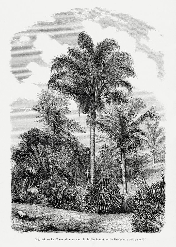 Vintage Palm Tree Drawing VI by Les Palmiers Histoire Iconographique