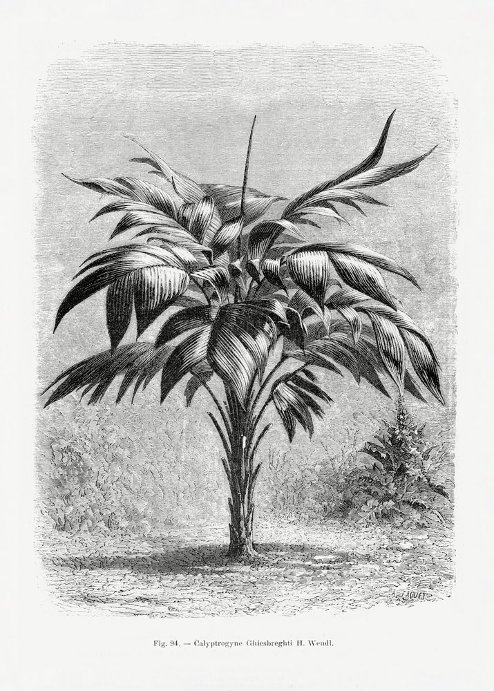 Vintage Palm Tree Drawing VIII by Les Palmiers Histoire Iconographique
