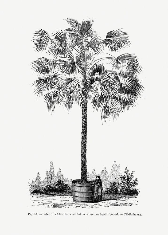 Vintage Palm Tree Drawing X by Les Palmiers Histoire Iconographique