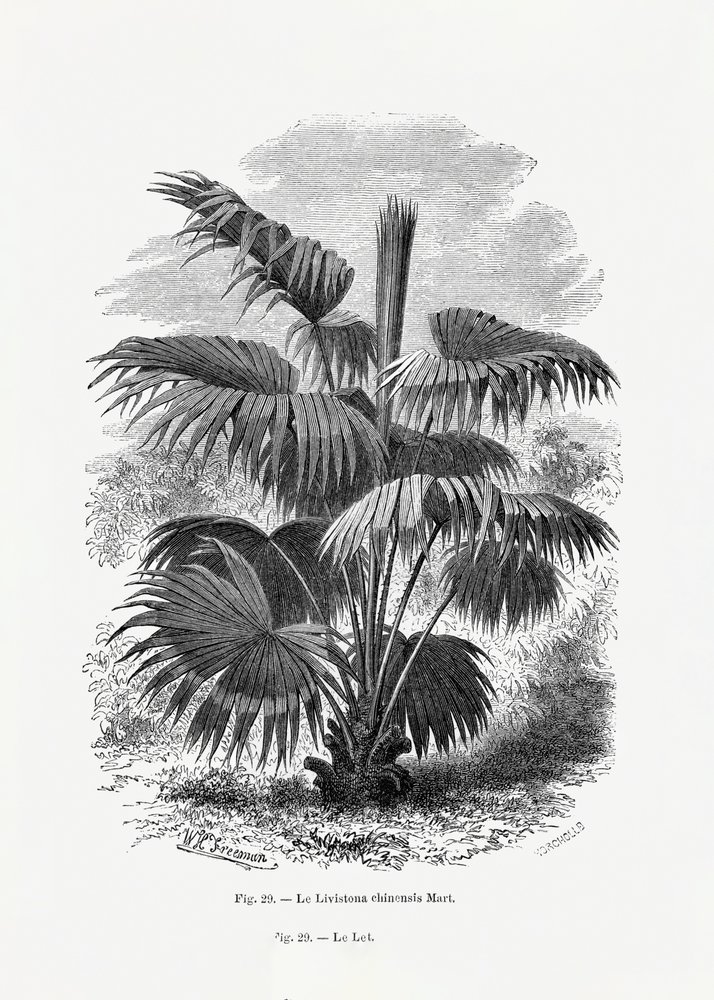 Vintage Palm Tree Drawing XII by Les Palmiers Histoire Iconographique