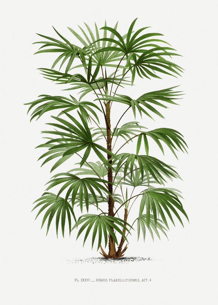 Rhapis F by Les Palmiers Histoire Iconographique