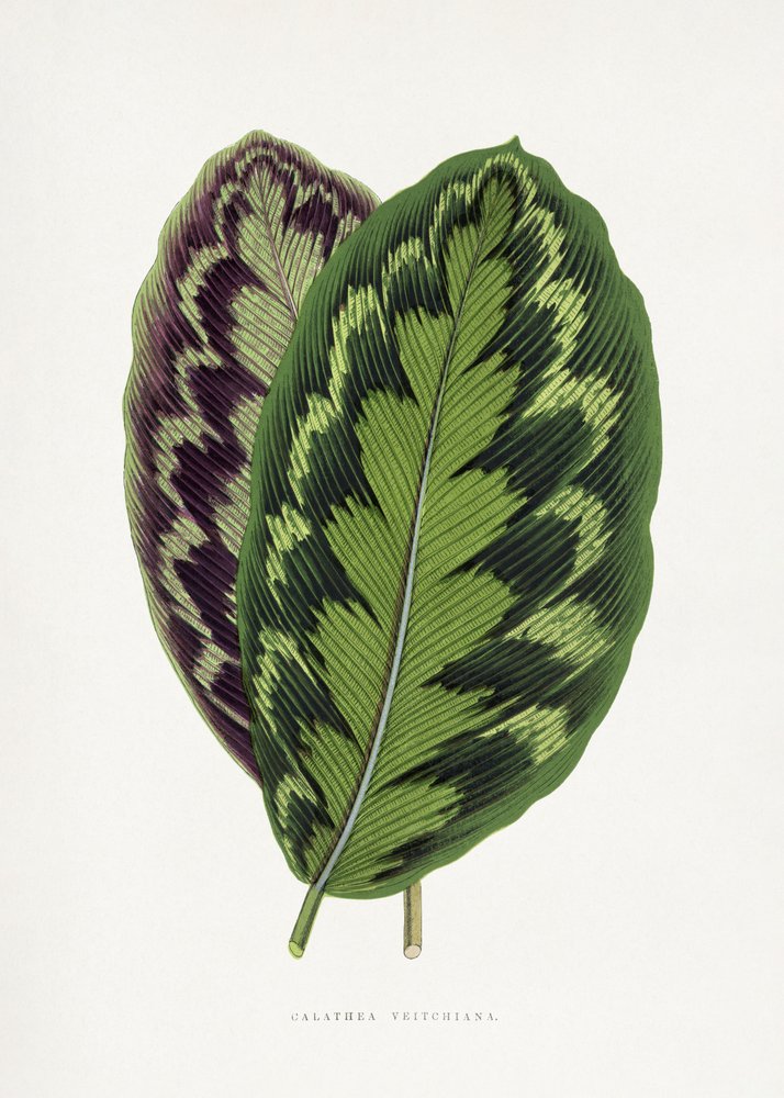 Calathea Veitchiana Leaf Illustration by Les Plantes a Feuillage Colore