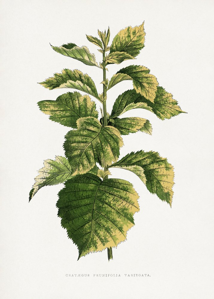 Common Hawthorn Leaf Illustration by Les Plantes a Feuillage Colore