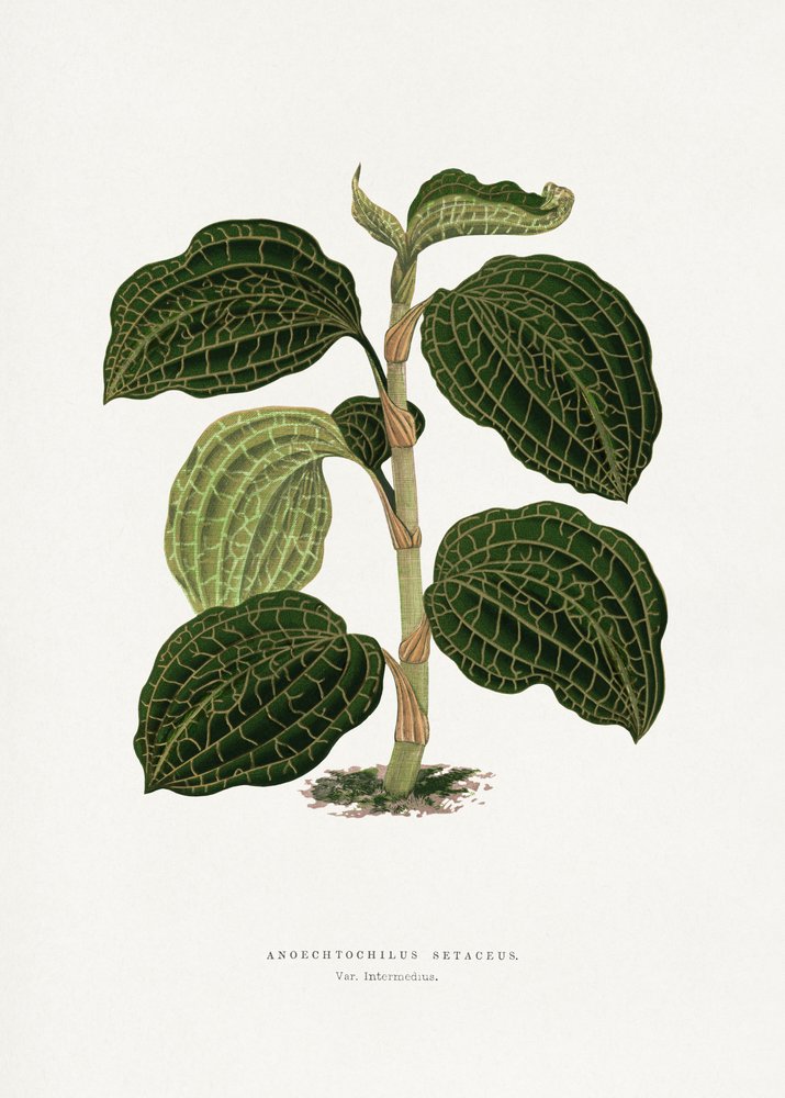 Green Anoechtochilus Setaceus Leaf Illustration by Les Plantes a Feuillage Colore