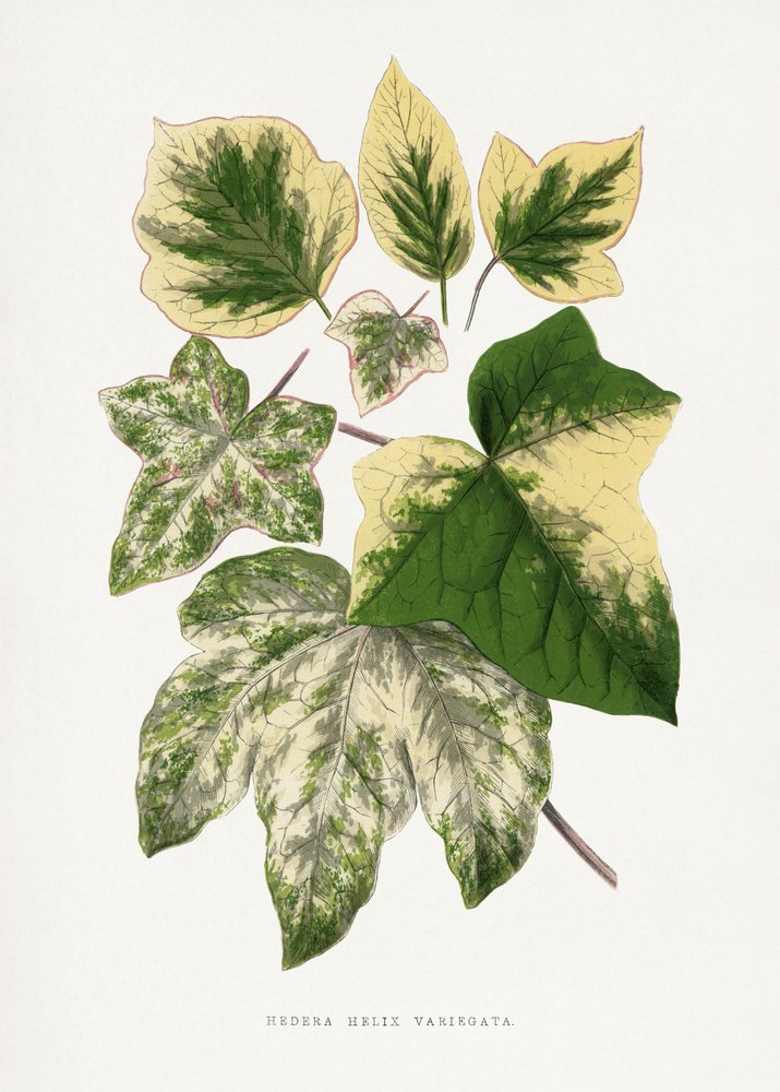 Green Leaf Illustration by Les Plantes a Feuillage Colore