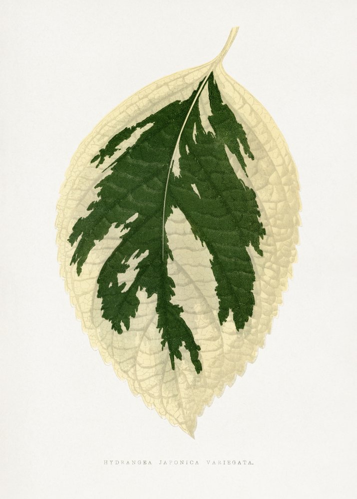 Hydrangea Japonica Variegata Leaf Illustration by Les Plantes a Feuillage Colore