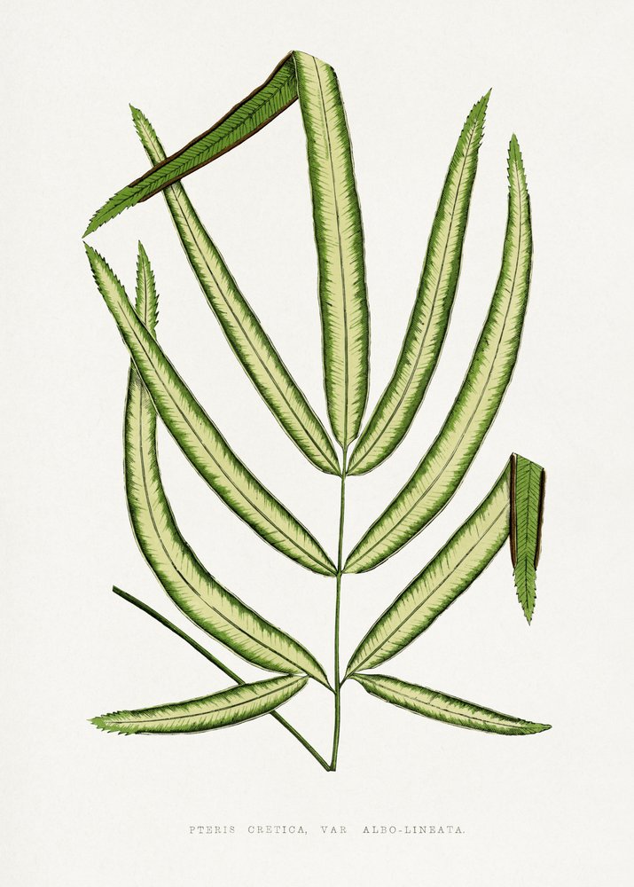 Pteris Cretica Leaf Illustration by Les Plantes a Feuillage Colore