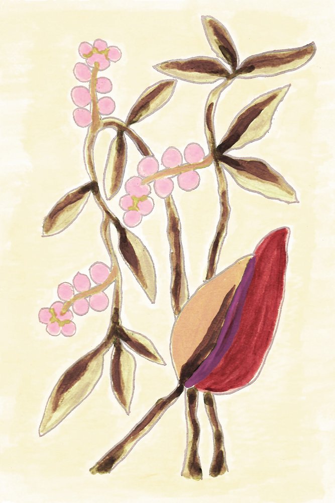 Pink Berry Botanicals by Lori Ann Folz