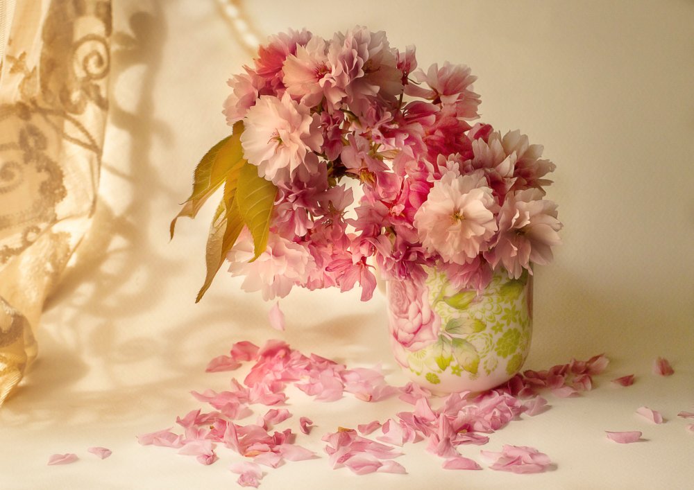 Pink Cherry Blossoms by Ludmila Shumilova