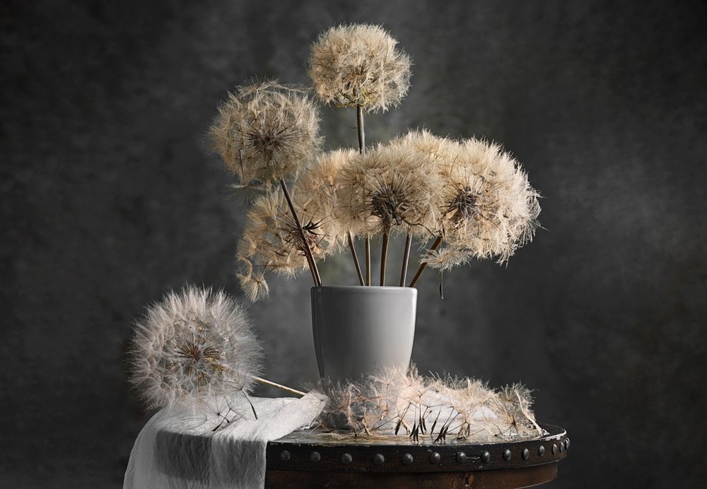 Delicate Dandelions by Lydia Jacobs