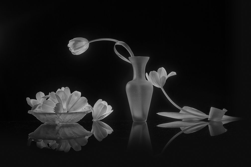 Elegant Black and White Tulips by Lydia Jacobs