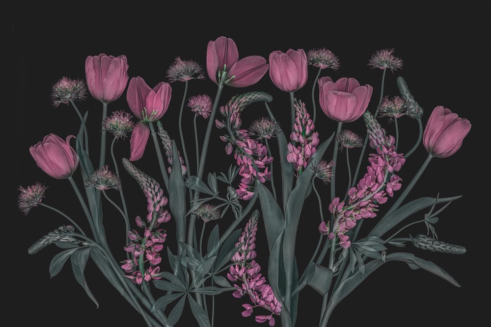 Moody Pink Blooms by Lydia Jacobs
