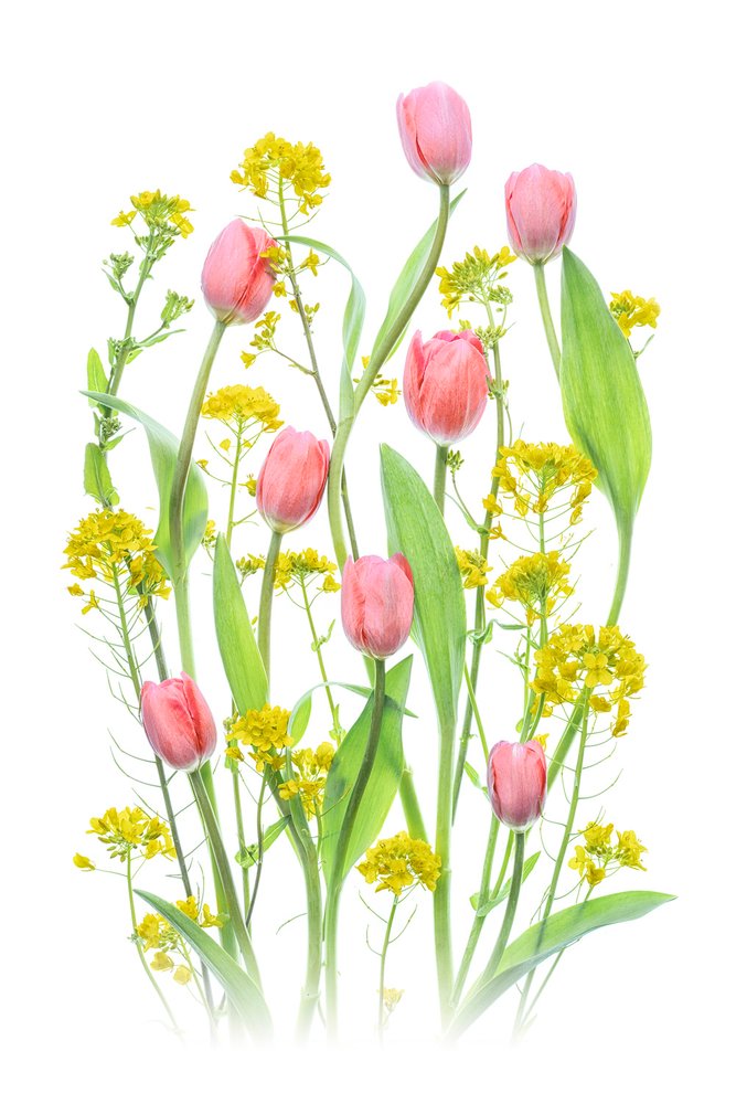 Pink Tulips and Yellow Flowers by Lydia Jacobs