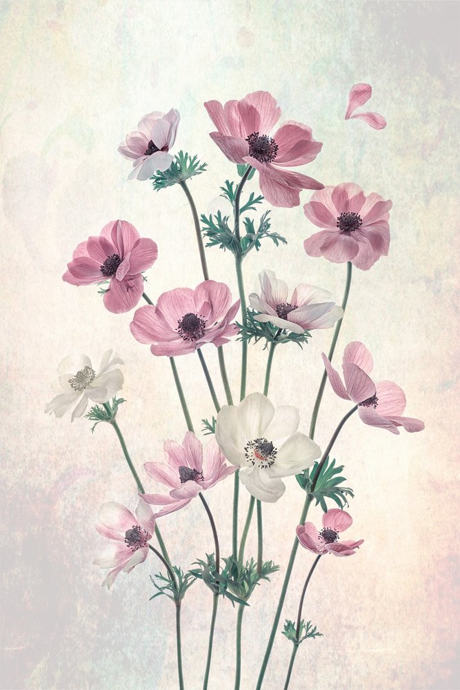 Pretty Dancing Poppies by Lydia Jacobs