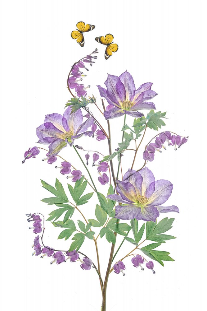 Purple Blooms and Butterflies by Lydia Jacobs