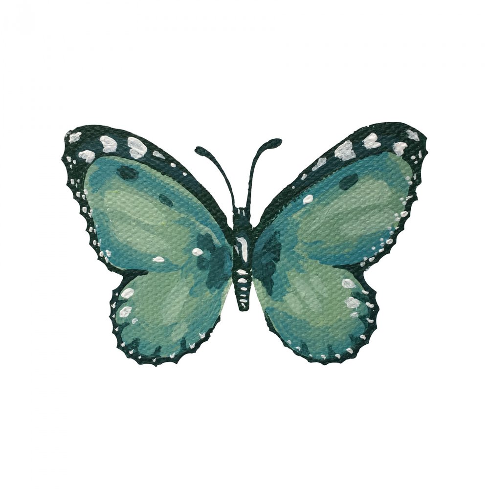 Elegant Teal Butterfly by Madison Phipps