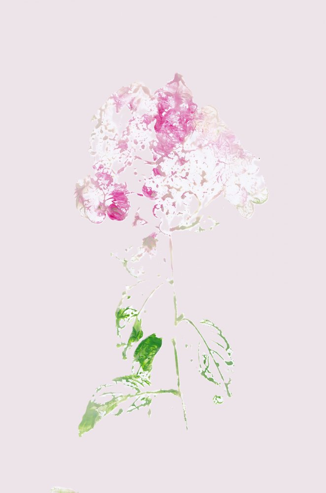 Abstract Pink Bloom by Maira Ribena