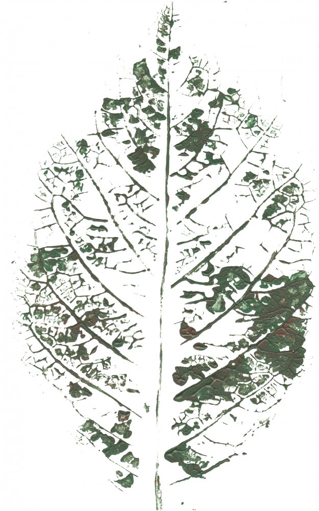 Botanical Leaf Print by Maira Ribena