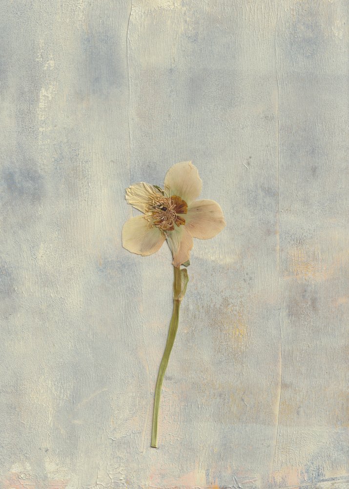 Delicate Pressed Flower by Maira Ribena