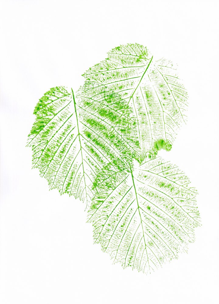 Fresh Green Leaf Prints by Maira Ribena