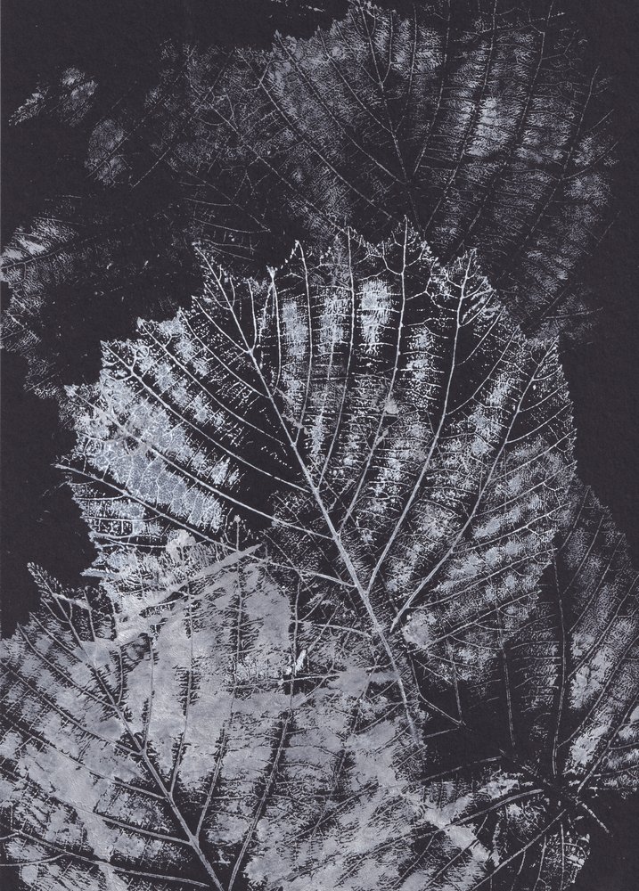 Monochrome Leaf Study by Maira Ribena