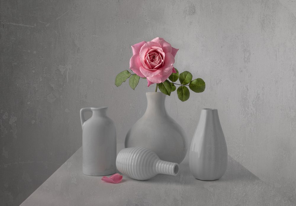 Delicate Pink Rose Still Life by Margareth Perfoncio