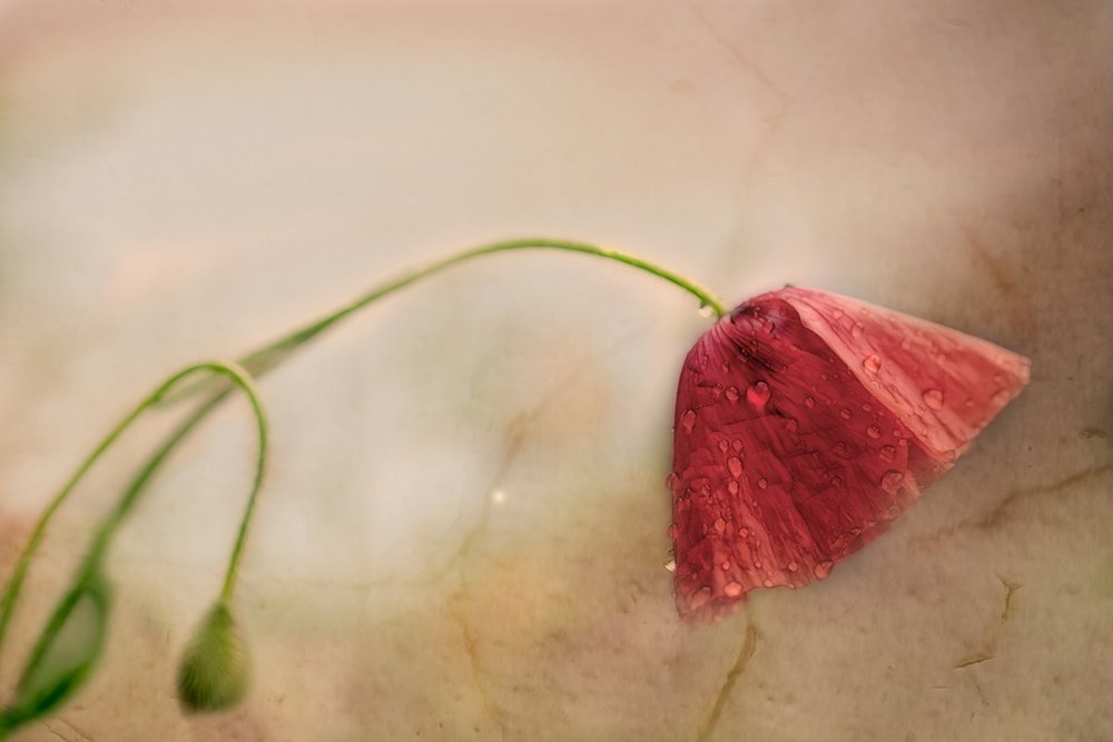 Delicate Poppy Bloom by Marie-anne Stas