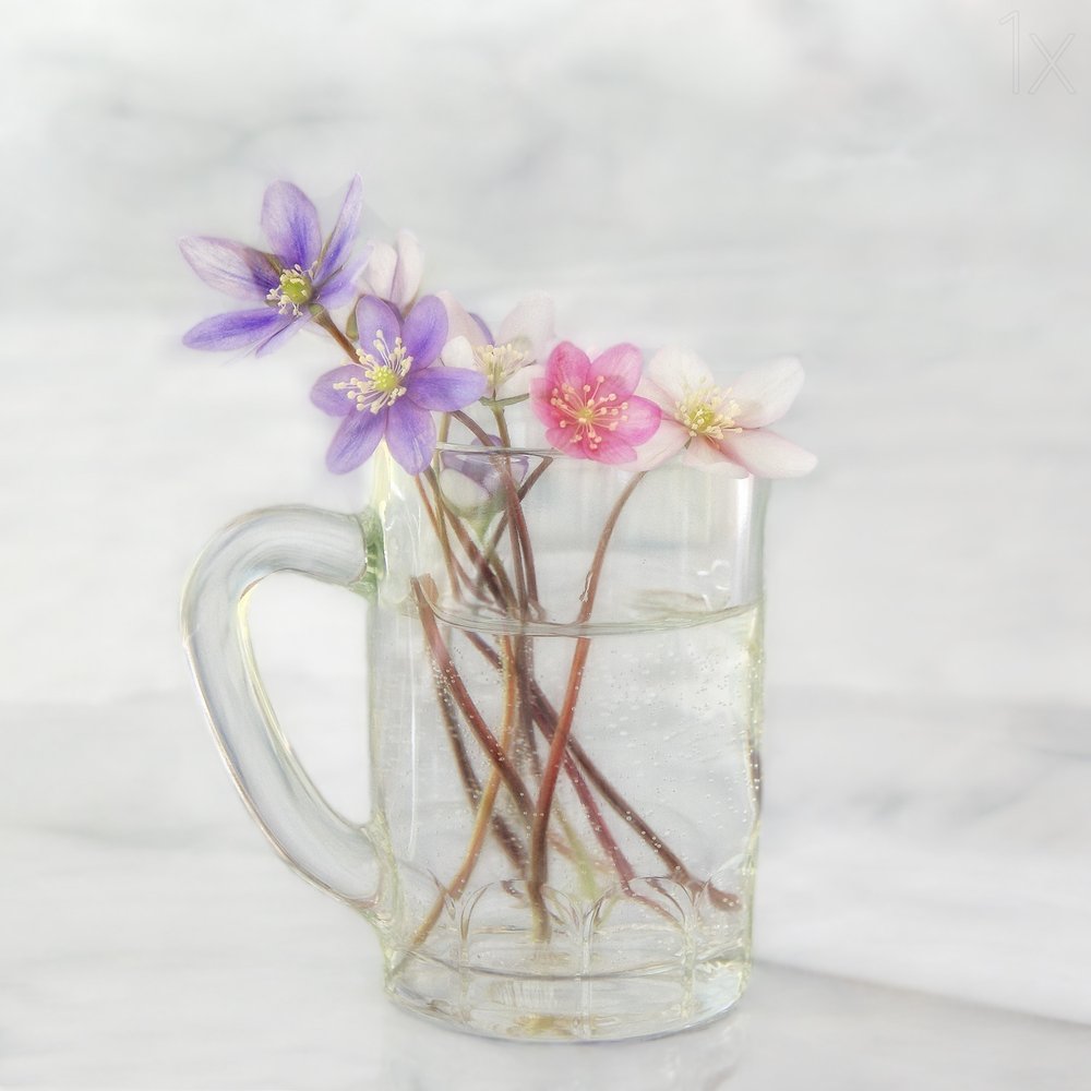 Delicate Spring Blooms by Marie-anne Stas
