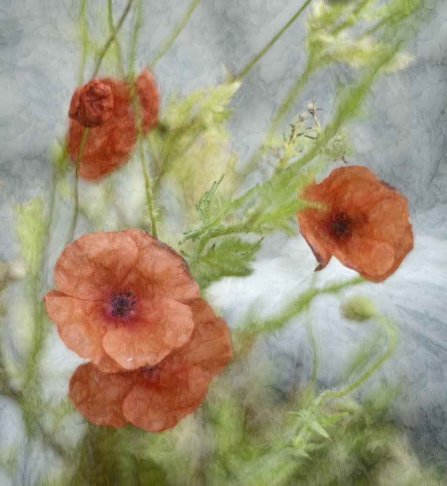 Dreamy Red Poppies by Marie-anne Stas