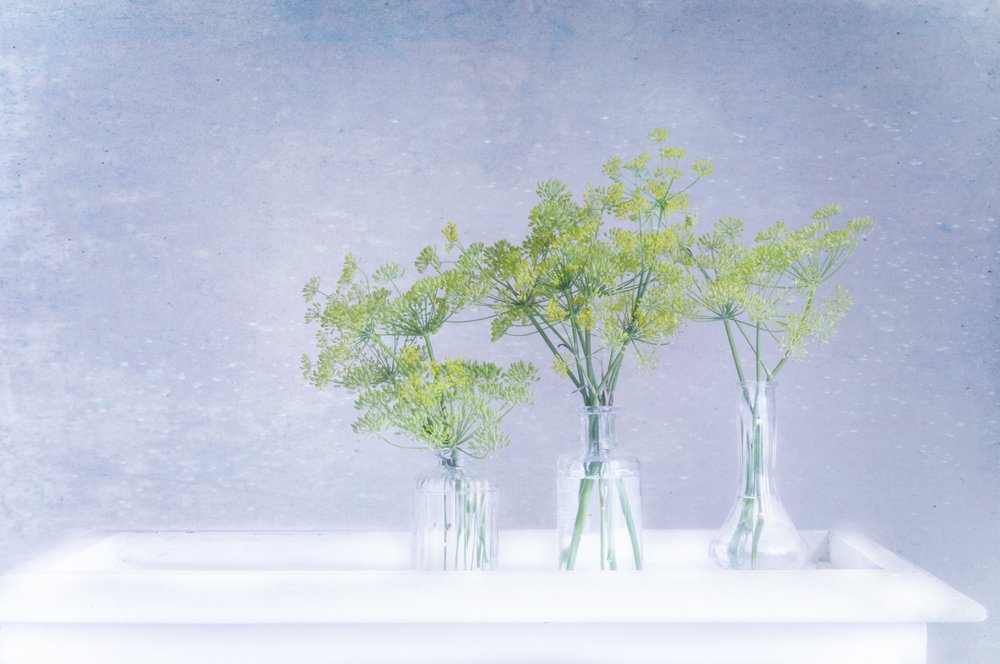 Fresh Dill In Glass Vases by Marie-anne Stas
