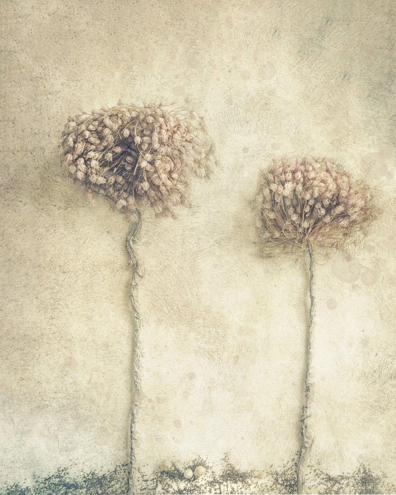 Rustic Dried Flowers by Marie-anne Stas