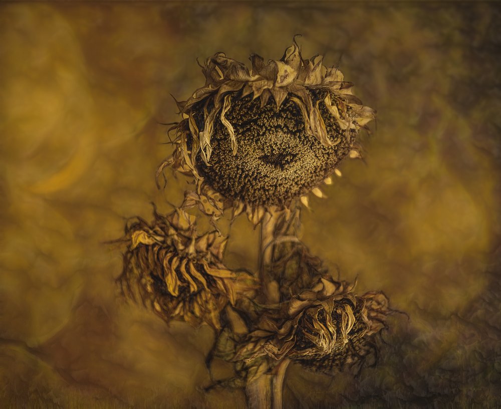 Rustic Dried Sunflowers by Marie-anne Stas