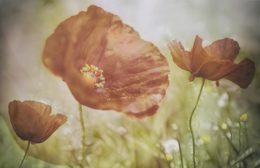 Soft Red Poppies by Marie-anne Stas