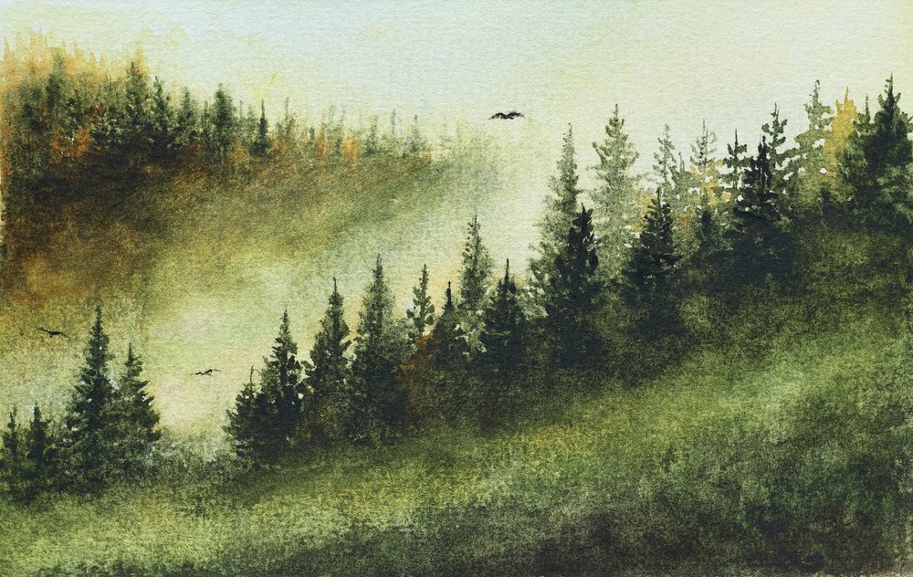 Misty Evergreen Forest by Marina Kozyr