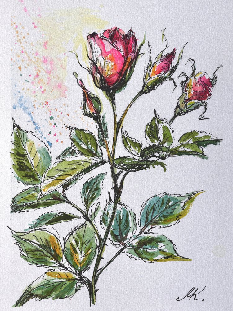 Pink Rose Buds - Ink and Watercolor Botanical Sketch by Marina Kozyr
