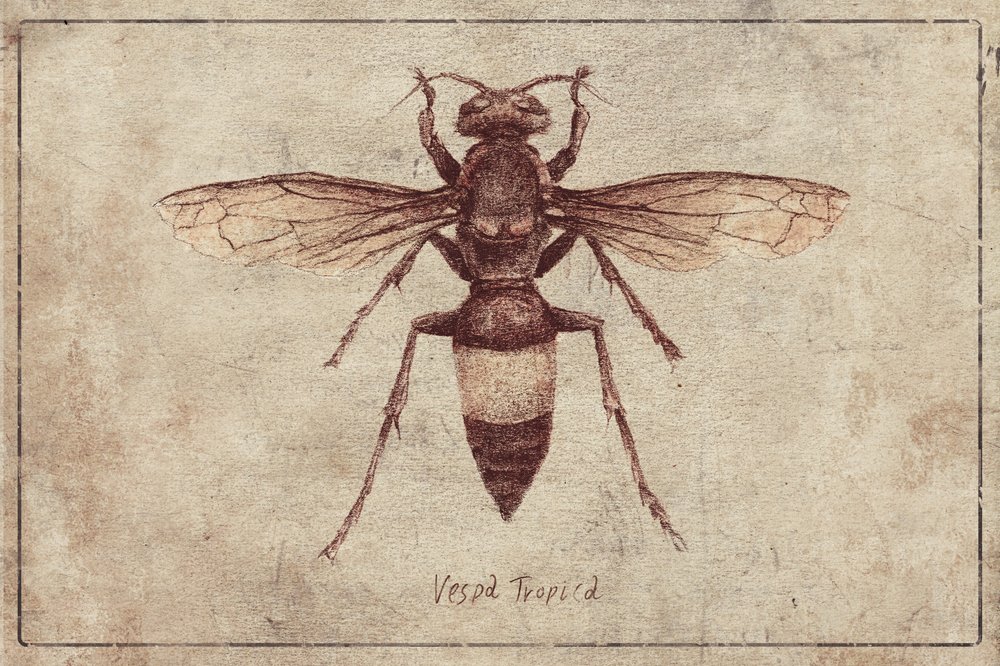 Illustration of a Vespa Tropica by Mike Koubou