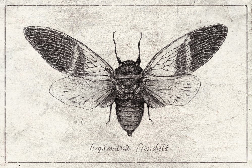 Insect Illustration by Mike Koubou