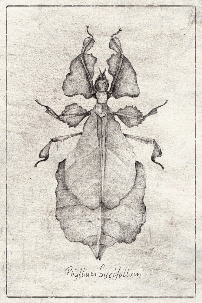 Phyllium Siccifolium by Mike Koubou