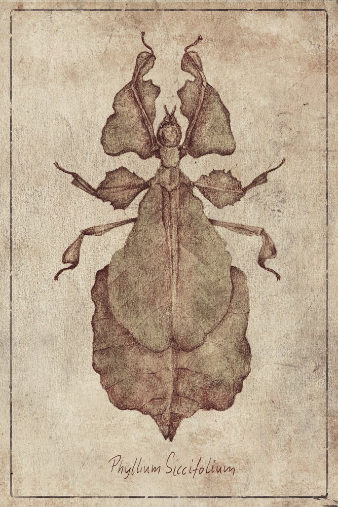 Phyllium Siccifolium Copy by Mike Koubou