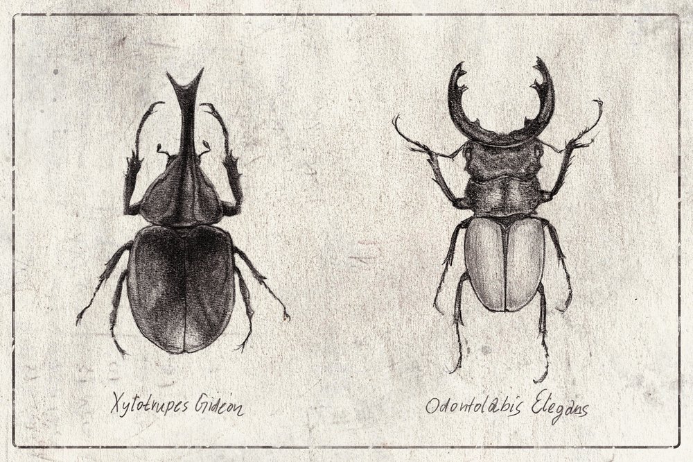 Xylotrupes Gideon Odontolabis Elegans by Mike Koubou